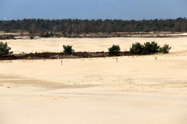 Vrijdag 19 juli 2024: Wandeling Drunense duinen