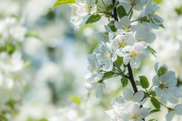 Nieuwsbrief 50 - 1 april 2025