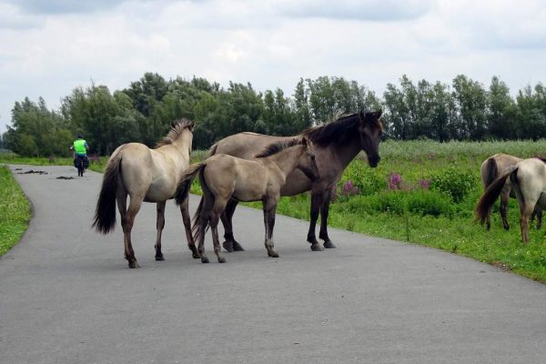 Nieuwsbrief 54 aug. 2025
