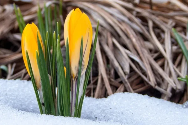 nieuwsbrief-61-maart 2026