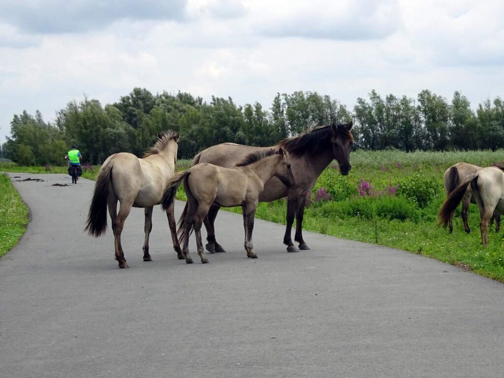 Nieuwsbrief 54 aug. 2025