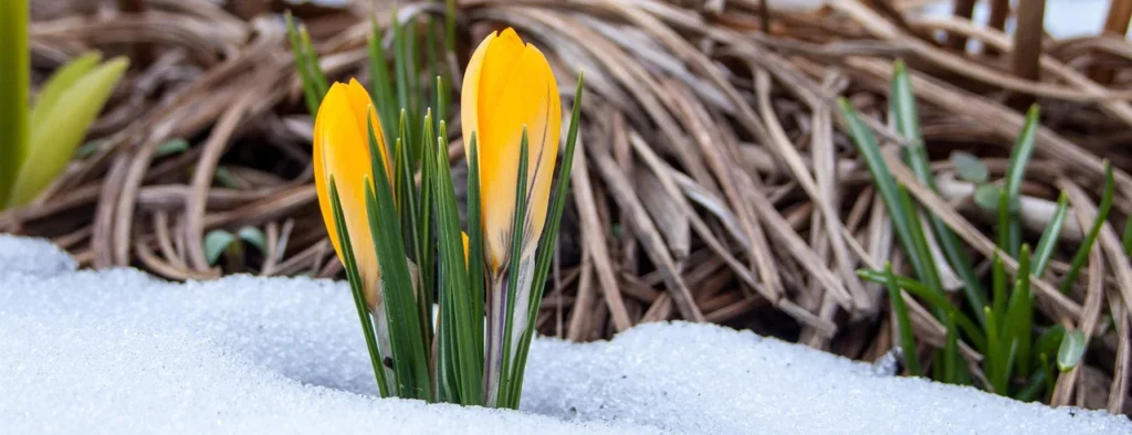 nieuwsbrief-61-maart 2026