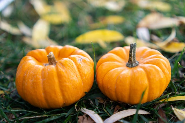 nieuwsbrief-nov-2025