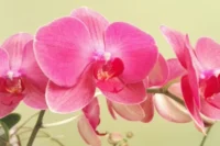 (Z14) Bezoek Butterfly Orchids - 15 juli 10:00 uur