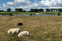 (Z26) Fietstocht met bezoekje over de Maas - 21 juli 10:00 uur